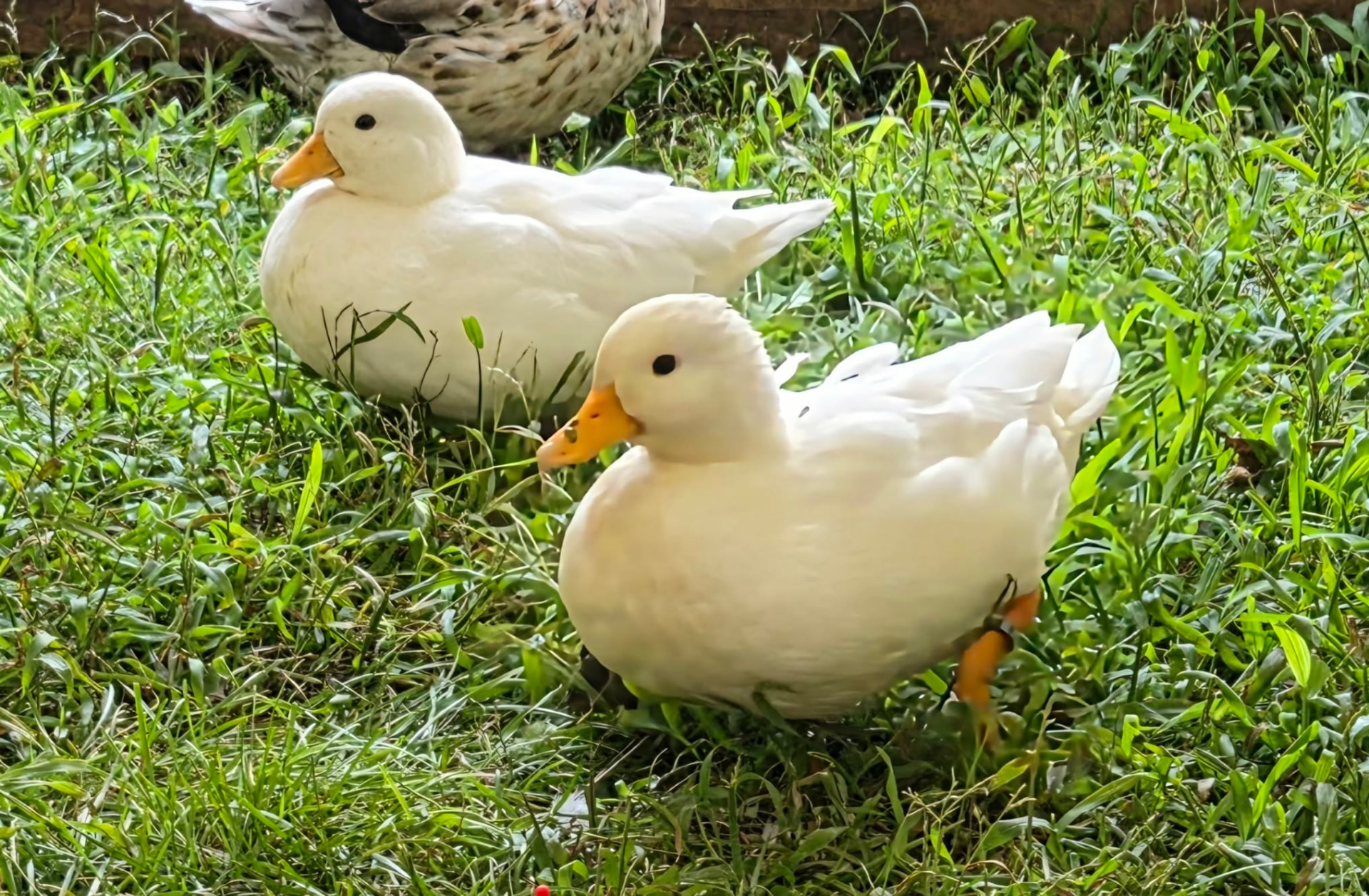 Call Ducks