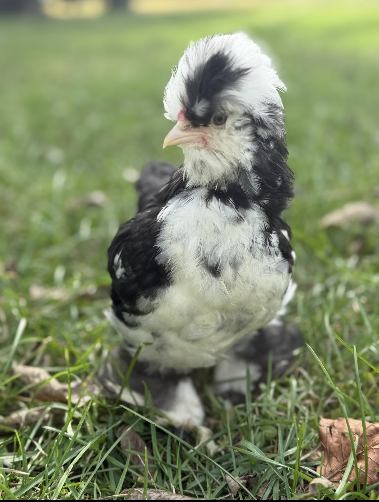 Black and white crested chick at the farm