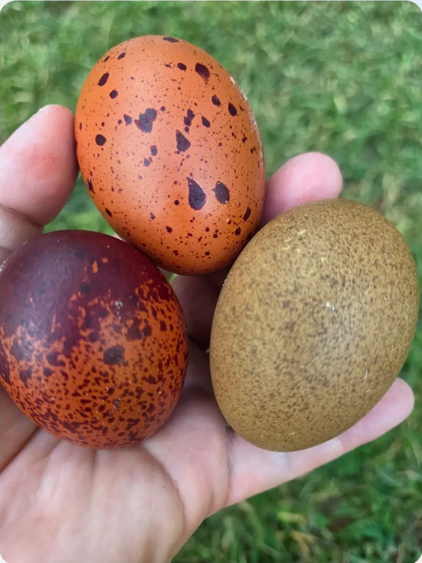Hatching Eggs