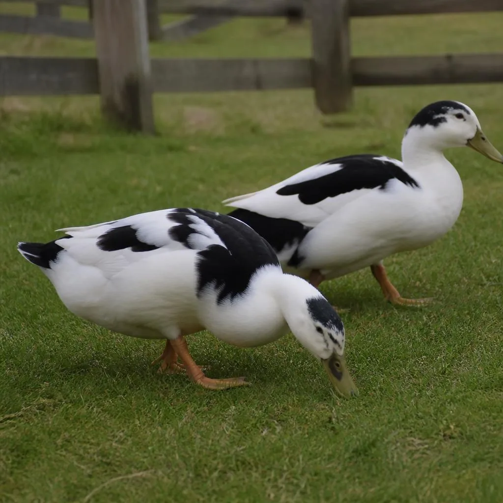 Ducks