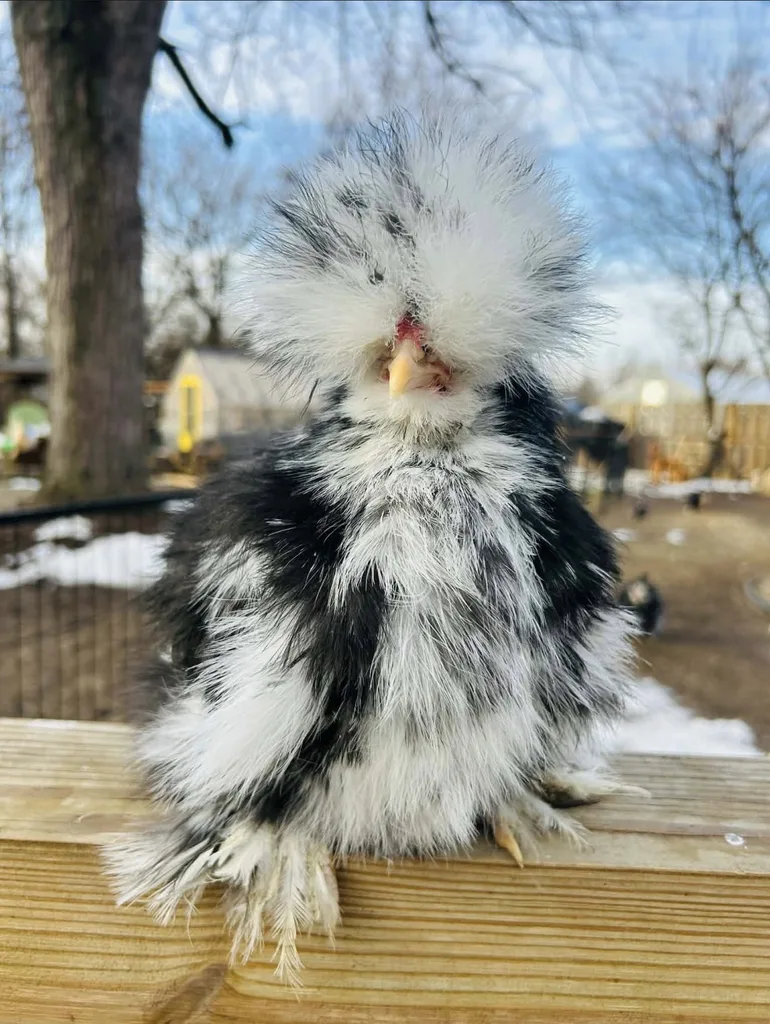 Chickens